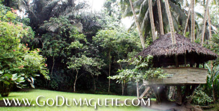 Coconut Tree House at Forest Camp