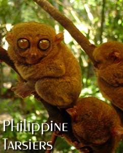 Tarsiers at Bohol, Philippines